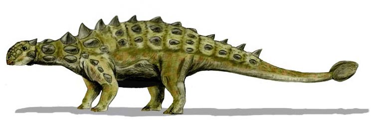 Euoplocephalus Ankylosaure