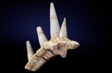 Unusual Ankylosaur Rib Bone