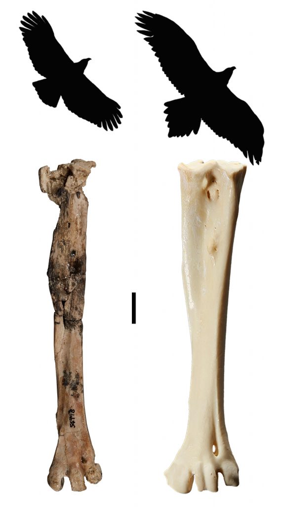 Comparaison entre Archaehierax sylvestris et Aquila audax