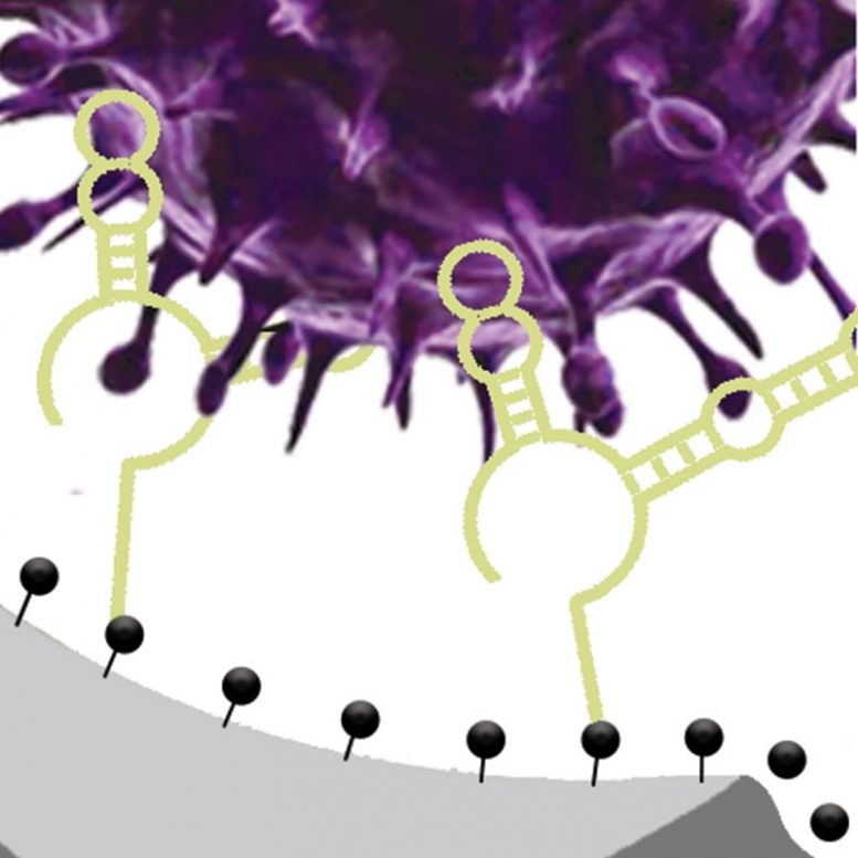 Les aptamères d'ADN se lient sélectivement aux virus infectieux