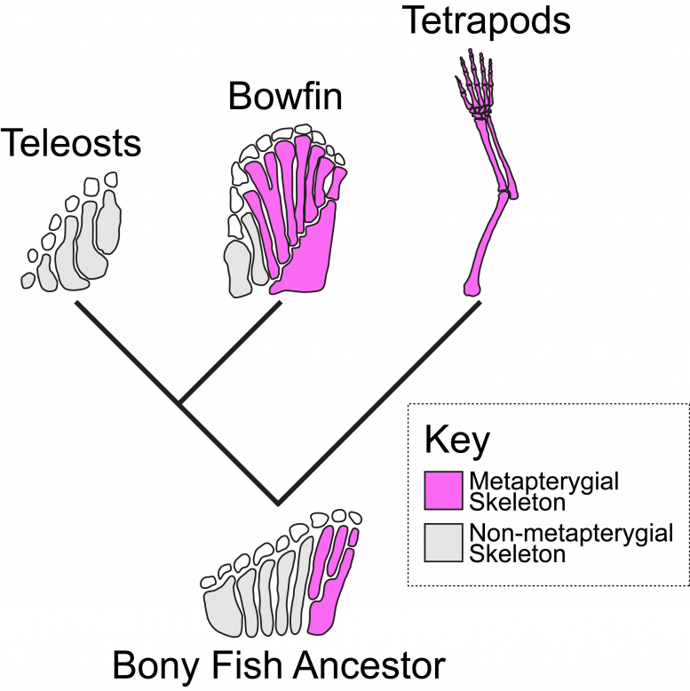 Évolution du squelette de l'appendice de Bowfin
