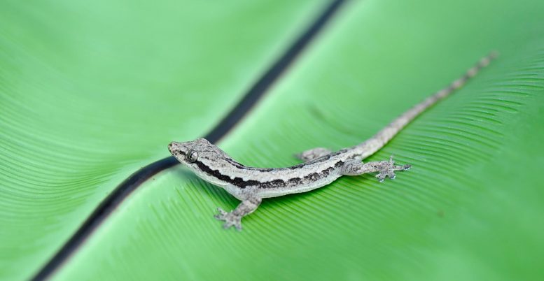 Gecko de maison asiatique à queue plate