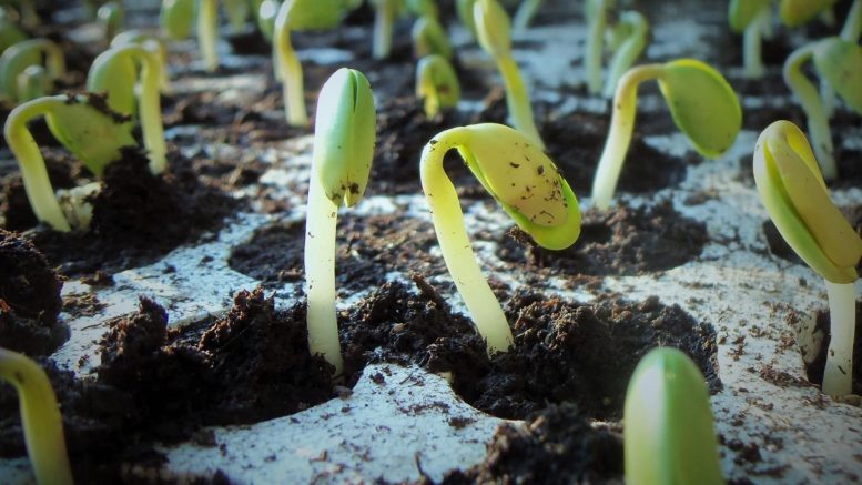 L'antabactine aide les semis à germer
