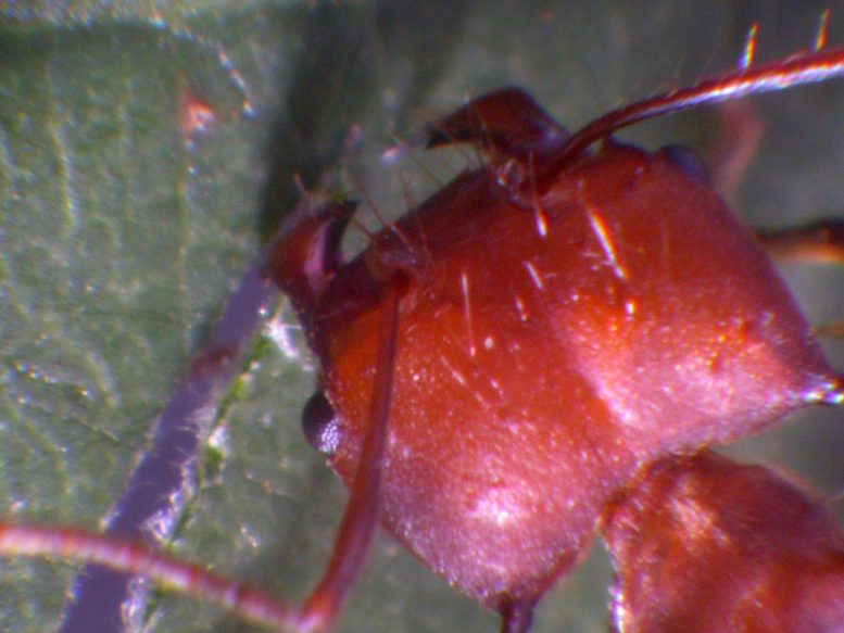 Les mandibules des fourmis emballent une morsure puissante