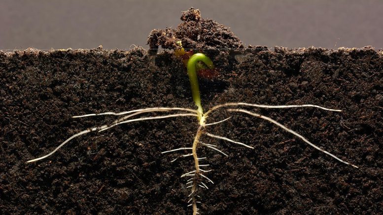 Germination de semis de haricot à racines latérales de plus en plus