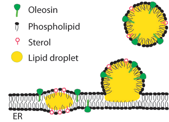 Formation de gouttelettes lipidiques sur le réticulum endoplasmique