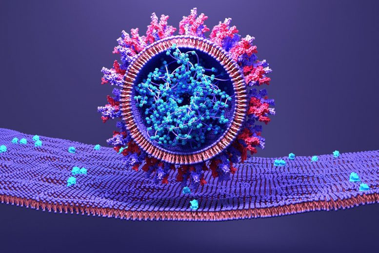 Le SRAS-CoV-2 infecte la cellule humaine