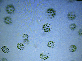Algue Pleodorina