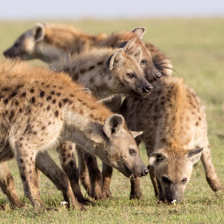 Les mamans hyènes transmettent leurs réseaux à leurs enfants
