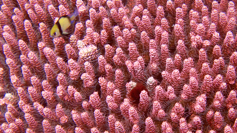 La couverture des récifs coralliens, la biodiversité et les prises de poissons ont diminué de moitié depuis les années 1950