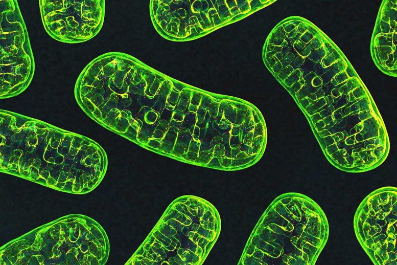 Mitochondries NIH