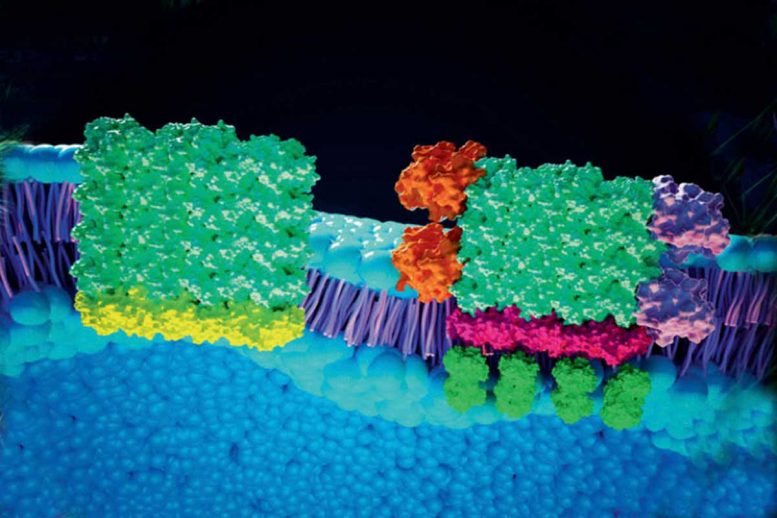 Récepteurs liés à la membrane réactifs à la lumière