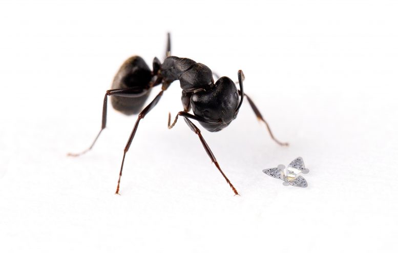 Microflier par rapport à la fourmi