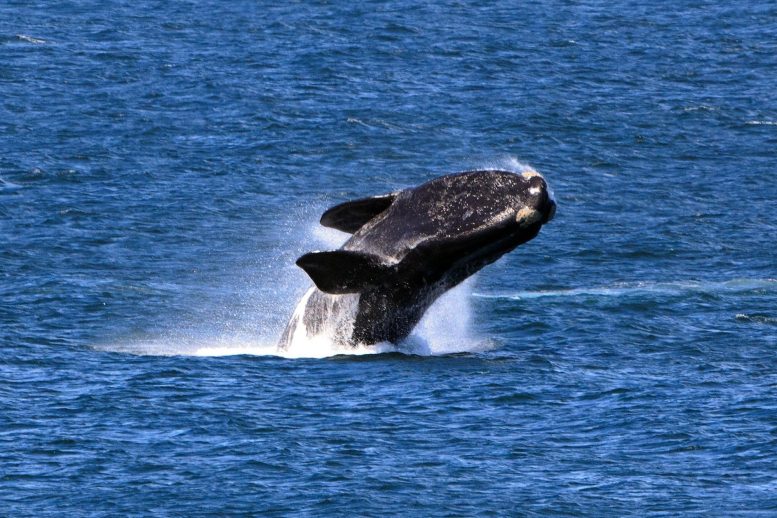 Violation de la baleine noire