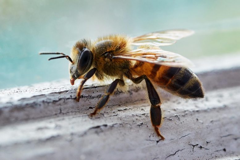 abeille, gros plan
