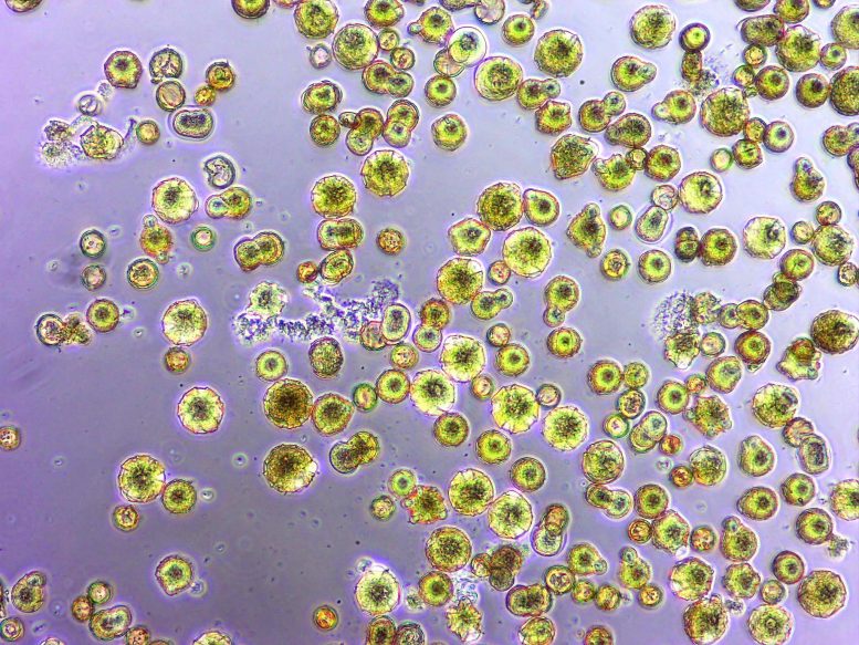 Pollen avec Acinetobacter