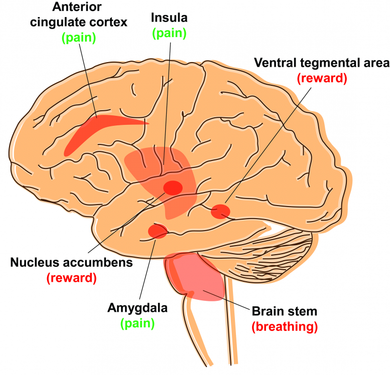 Cerveau des récepteurs opioïdes Mu