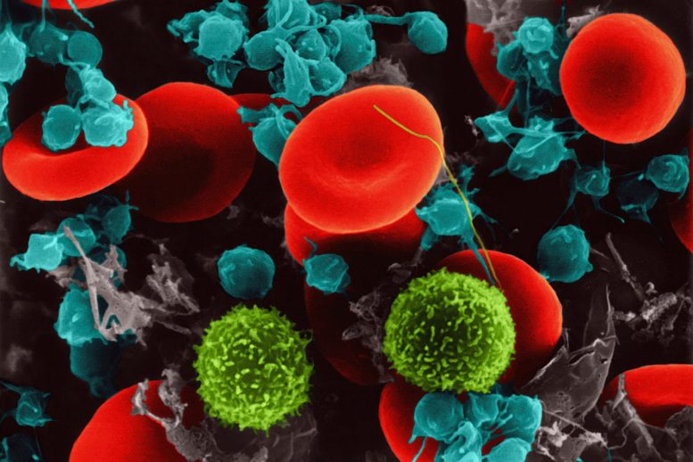 Globules rouges, lymphocytes T, plaquettes