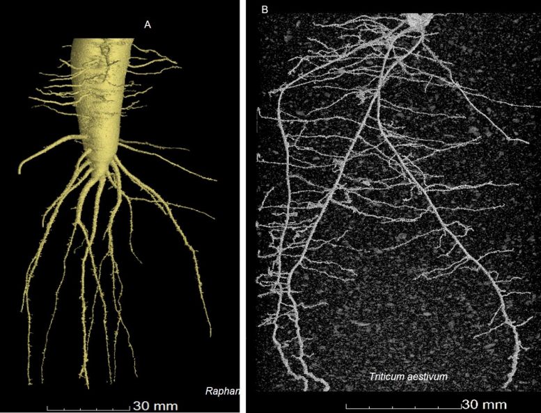 Imagerie directe de radis et de racines de blé