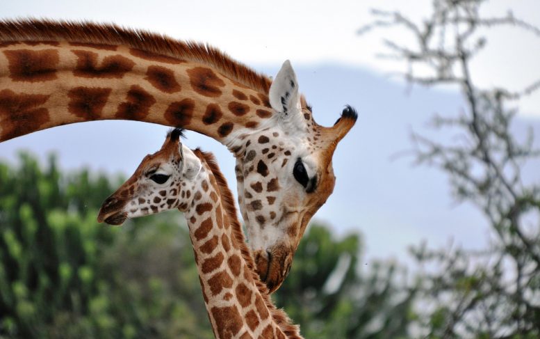 La girafe de la mère Rothschild s'occupant de son bébé