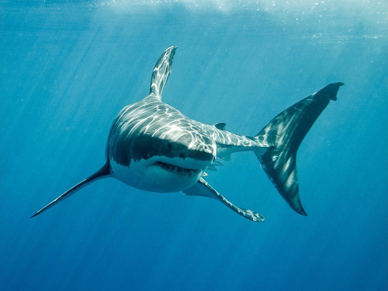 Grand requin blanc sous l'eau