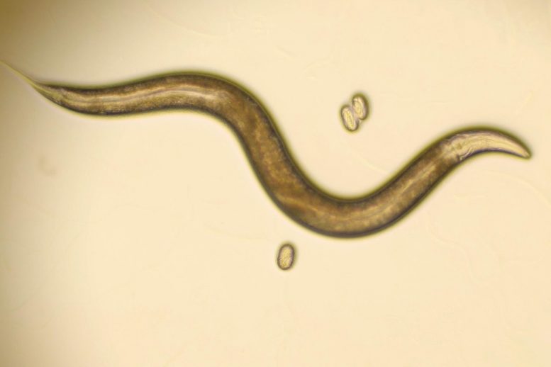 Vers rond C. elegans