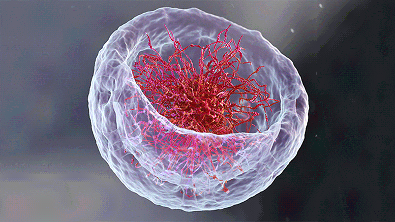 Un arrangement surprenant de l'ADN dans le noyau de la cellule révélé par une nouvelle méthode d'imagerie