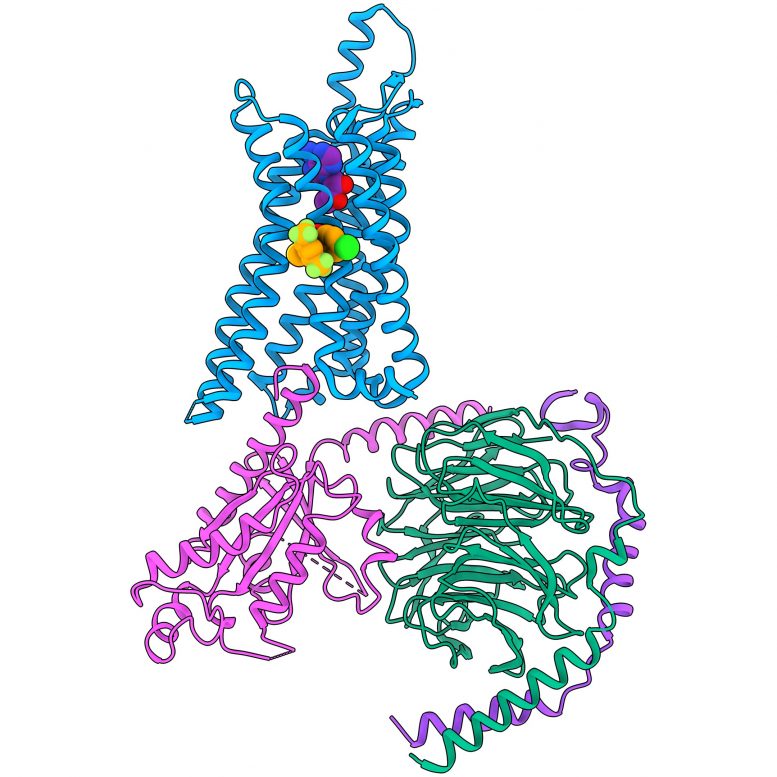 Structure de microscopie électronique cryogénique du récepteur de l'adénosine A1 humaine