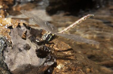 « Apocalypse des insectes » - Une étude révèle un déclin drastique de la population d'insectes aquatiques dans le bassin du fleuve Paraná