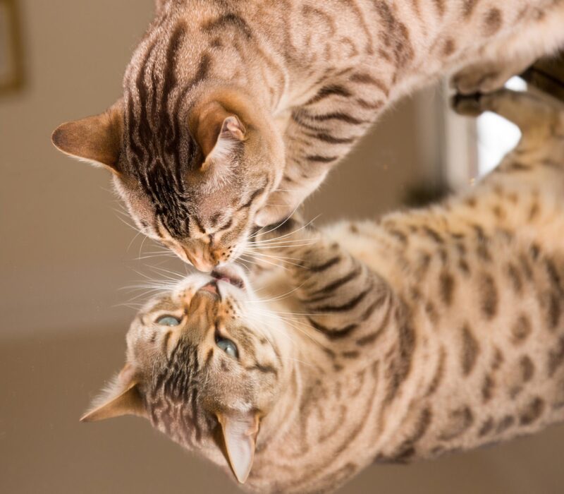 Cat Mirror