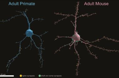 Primate and Mouse Neurons