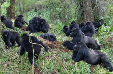 Distanciation sociale : pas seulement pour les humains - Comment les maladies se propagent chez les gorilles de montagne