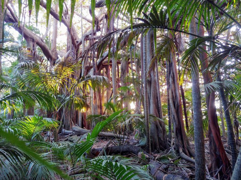 Habitats menacés des forêts tropicales