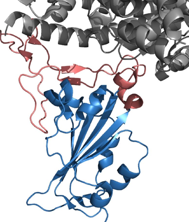 Domaine de liaison au récepteur SARS-CoV-2
