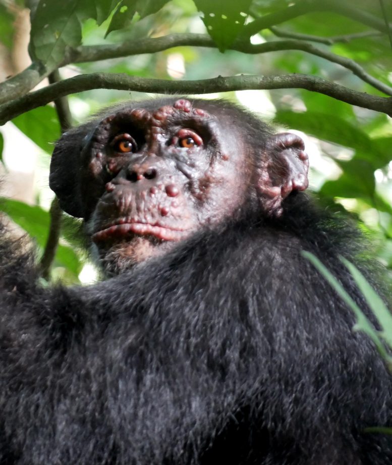 Chimpanzé Avec La Lèpre Côte d'Ivoire