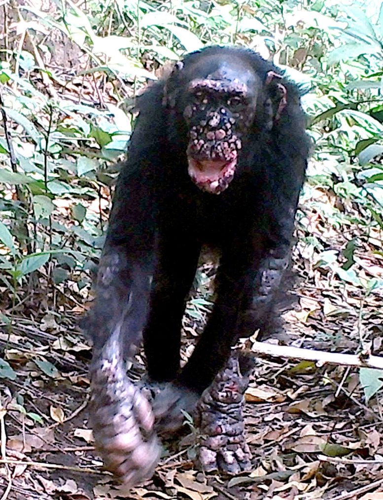 Chimpanzé avec la lèpre