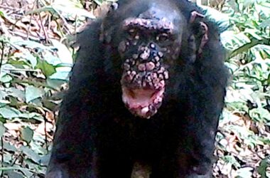 La lèpre trouvée chez des chimpanzés sauvages pour la première fois