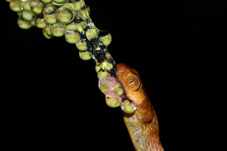 Imantodes inornatus Serpent d'arbre à tête émoussée jaune