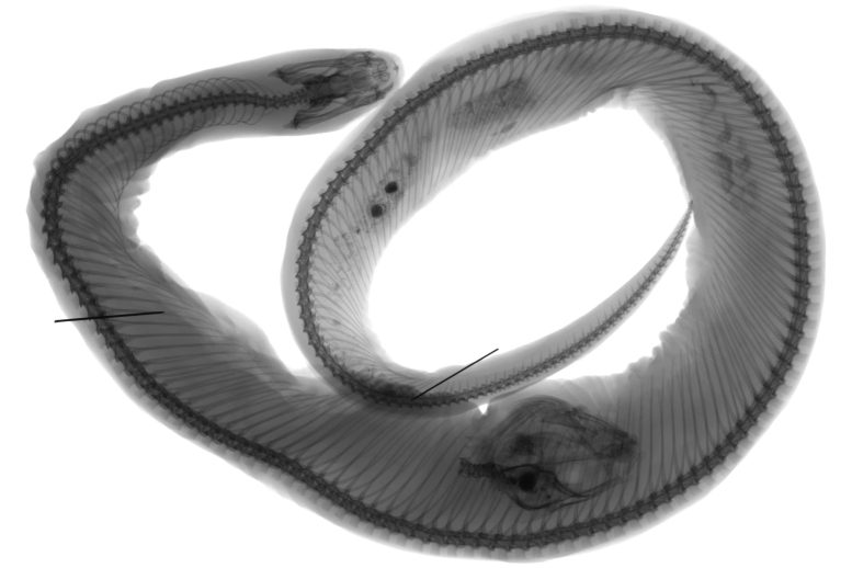 Rayon X de serpent de mer à grosse tête