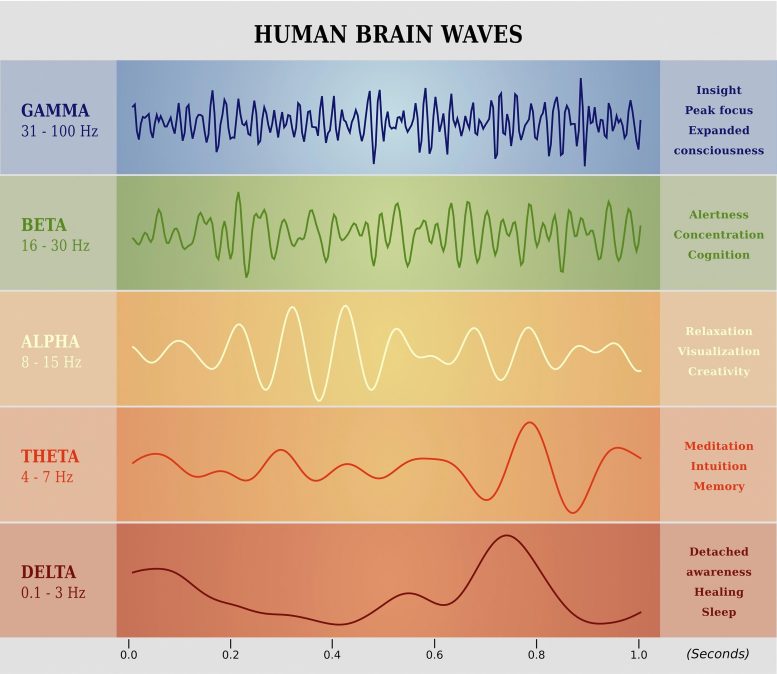 Graphique des ondes cérébrales humaines
