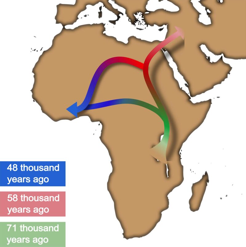 Revisiter la théorie hors de l'Afrique : un nouveau récit issu de l'analyse génétique et de l'IA