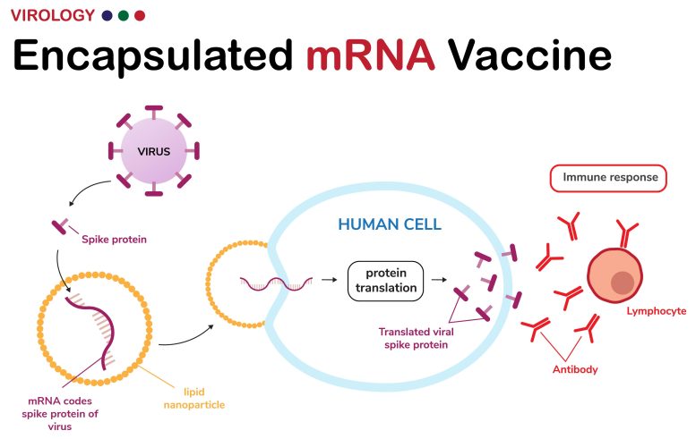 Vaccin à ARNm encapsulé