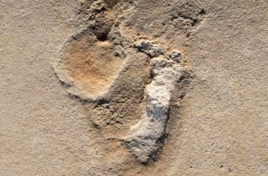 Footprints of Predecessors of Early Humans
