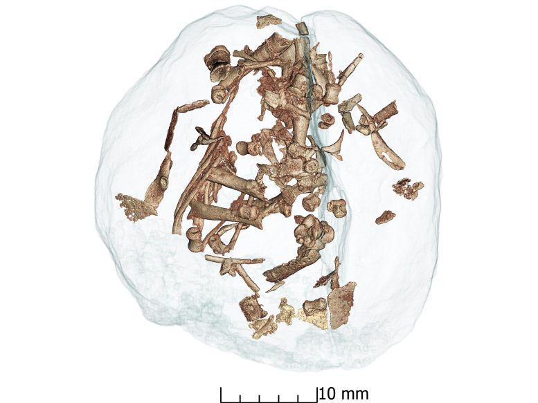 Mussaurus patagonicus Embryon CT Scan