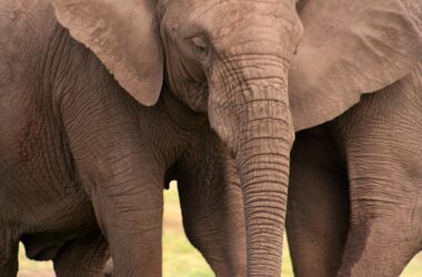 Le braconnage intense de l'ivoire entraîne une évolution rapide des éléphants d'Afrique sans défense
