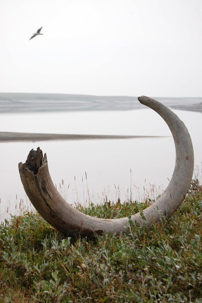Tusk de mammouth sur la rive de la rivière Logata