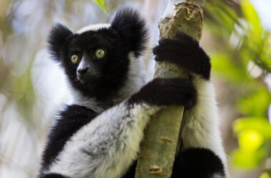 Songs of Indri – Les « primates chantants » de Madagascar – En vedette des rythmes « uniquement humains »