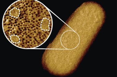 Des images incroyables révèlent le visage complexe des bactéries vivantes comme jamais auparavant
