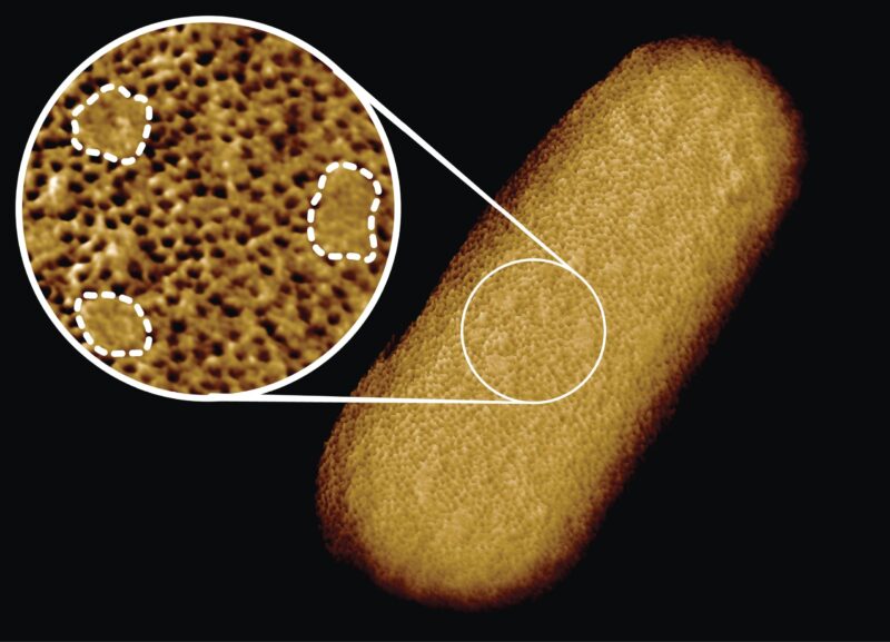Des images incroyables révèlent le visage complexe des bactéries vivantes comme jamais auparavant