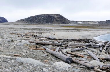 Un ancien bois flotté retrace 500 ans de réchauffement de l'Arctique, de courants et de glace de mer